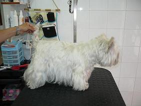 Prima della tosatura